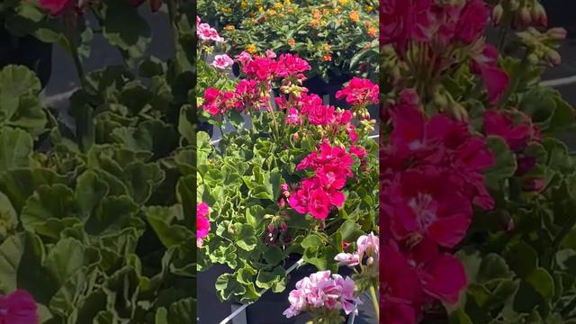 Selecta One geraniums at Sawaya Garden Trials