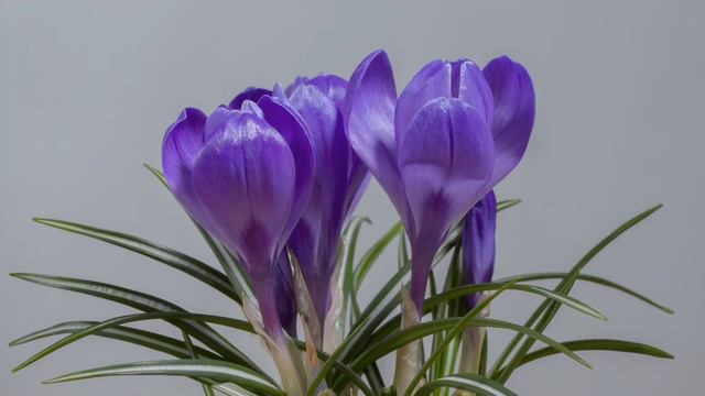 Весна, прекрасное время года. Природа. Красивая музыка. Релакс. смотреть онлайн