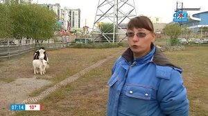 Чем питаются яки в рубрике «Живой репортаж»