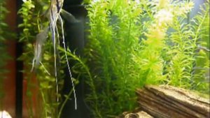 My Aquarium Ferplast Cayman 60