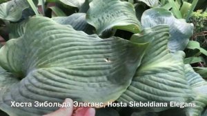 Парадная клумба с хвойной композицией.?Эффектна круглый год!Содержим хвойные растения в порядке!