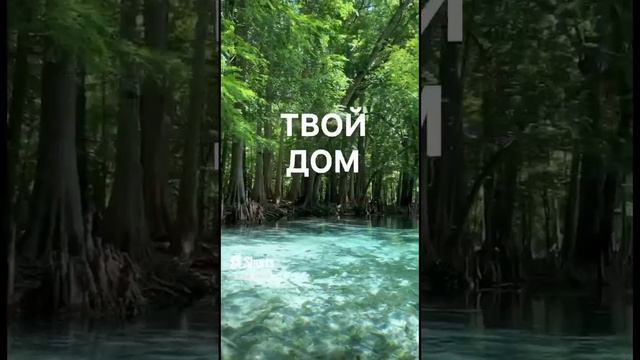 Твой дом - это