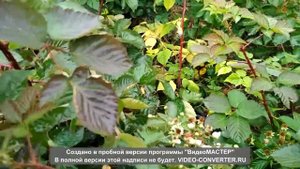 Еживика Прайм Арк-45 (часть 4)