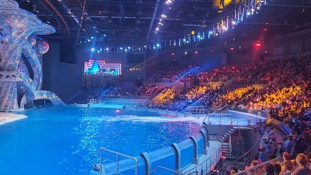 ДЕЛЬФИНЫ и КАСАТКИ смотреть онлайн