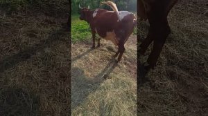 Выгул КРС. Мухи, оводы и деготь
