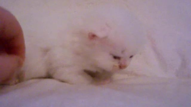 Snowball - Blue Eyed White Male Persian Kitten from Daphne's Dolls Cattery смотреть онлайн
