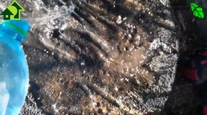 КАК Я УНИЧТОЖИЛ ПЕНЬ БЕЗ ПОДЖОГА, СЕЛИТРЫ и УСИЛИЙ. Огромный пень струхнел и спорохнел за 1 год!