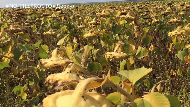 Переход на NO-TILL.Эксперимент. Часть 5.Прямой посев 2019 год смотреть онлайн