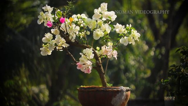 বাগান বিলাসের বিলাসিতা দেখে মুগ্ধ । বাগান বিলাসের বনসাই । Mary palmer Bougainvillea Grafting Bonsai смотреть онлайн