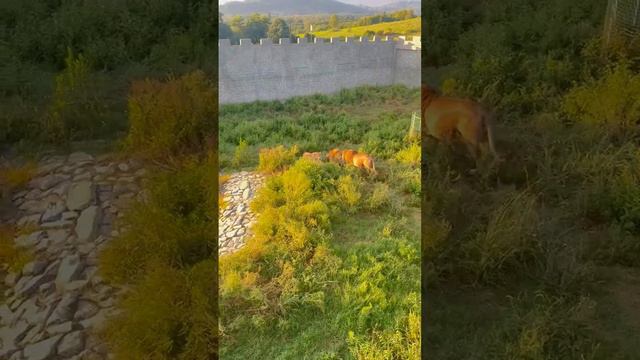 Абхазия, Парк львов «ПРАЙД» (Гудаутский район, село Аацы)