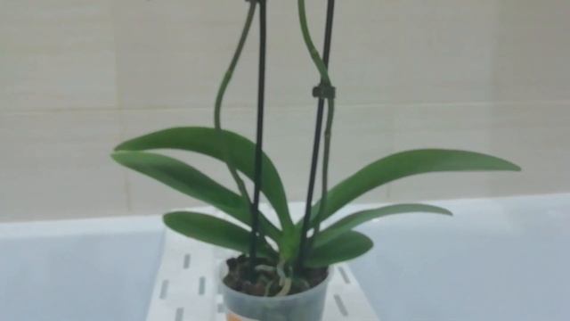 Лиодоро, Попугай, Берри Ода. Мои подарки на день рождения и последние покупки. смотреть онлайн