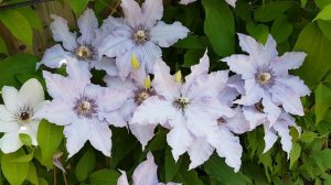 铁线莲第一夫人  clematis the First Lady