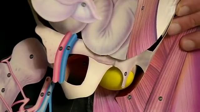 Паховая грыжа. Что это такое смотреть онлайн