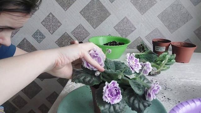 Фиалки/Пересаживаю взрослые фиалки/Мои новинки коллекции/