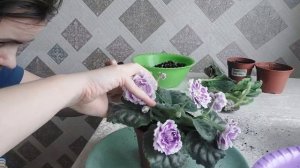 Фиалки/Пересаживаю взрослые фиалки/Мои новинки коллекции/