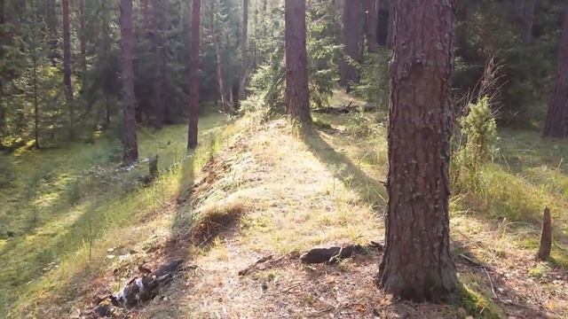 Грибы. Змеи еще не спят. 23.09.2015. Грибалка. Тихая охота. смотреть онлайн