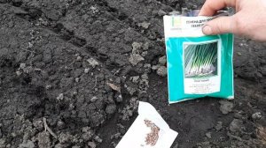 лайфхак  при посадке редиса и лука на перо.