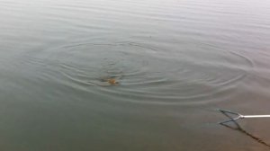 Ловля Сазана Красноярское водохранилище