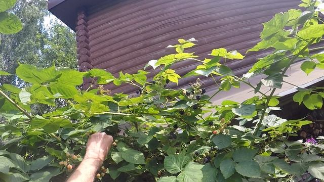 Наш урожай Фасоли Собираем раз в неделю . Август2024