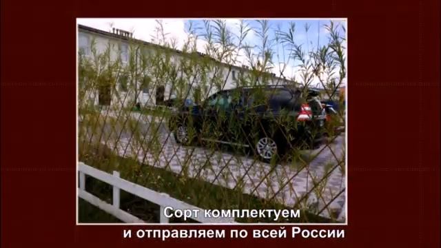 Живая изгородь из ивы посадка