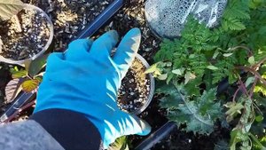 Укоренение  ежевики верхушками на посадках этого года