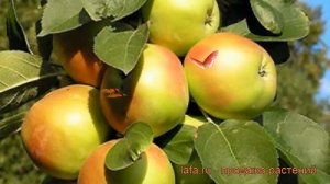 Яблоня колоновидная Янтарное ожерелье (malus) ? обзор: как сажать, саженцы яблони Янтарное ожерелье