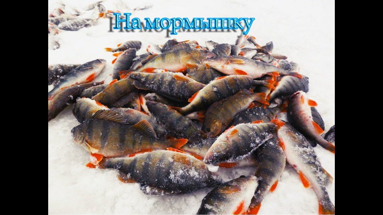 Коткерос.Курья.Ветер.Ловля на мормышку.