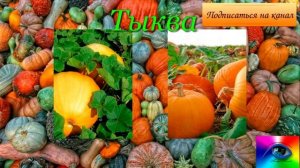 Пророщенные зерна чем полезны