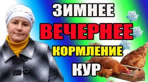 Зимнее вечернее кормление кур. Мой рацион корма для кур несушек.