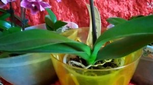 Как оставить свои орхидеи на длительное время без полива.