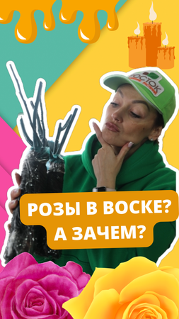 ?Саженцы роз в воске! Объясняем #питомникросток #питомникрастений #саженцыроз