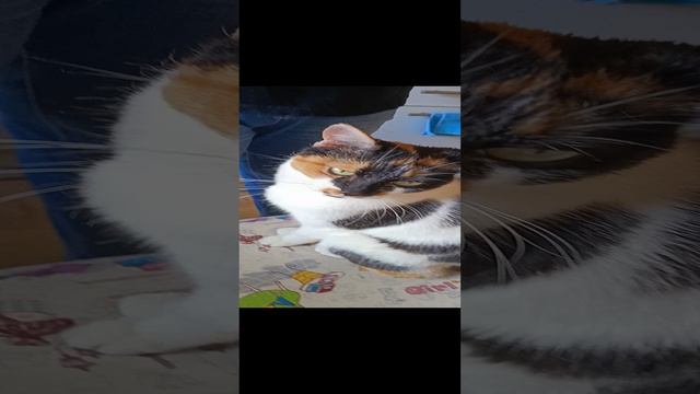 котики 2024 смотреть онлайн