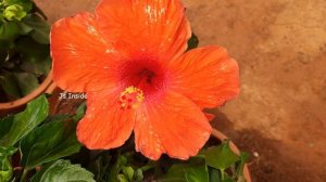 15 Variety American Hibiscus Flowers | Hibiscus Plant Variety