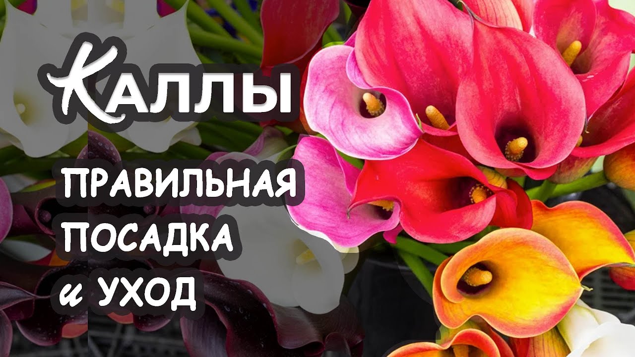 Каллы правила посадки и ухода
