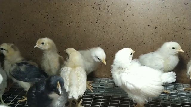 Запахло весной! Лук взошёл, огурцы посажены, цыплятам 2 недели, инкубатор Норма Луппер запущен. смотреть онлайн