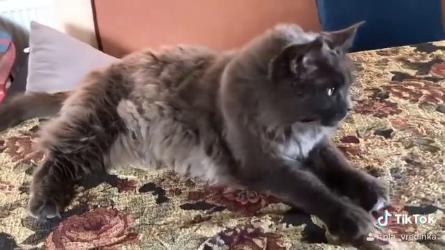 #ТикТок#кошки#cat#Мейн-Кун❤️#хочу👍#репост#хочувтоп#хочуврекомендажии#животные#безкотаижизньнета