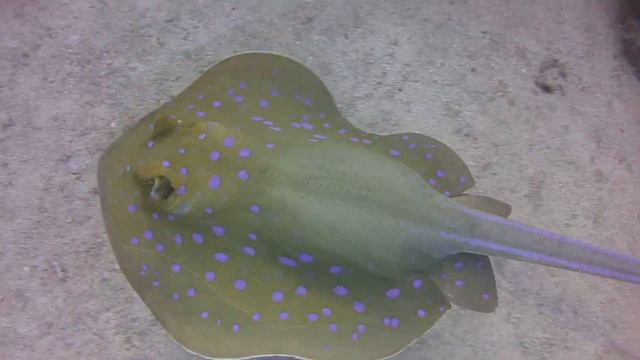 Подводный Марса Алам 2019г №1 граница Египта с Суданом октябрь 2019г смотреть онлайн