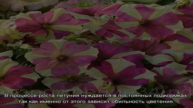 Петуния софистика лайм биколор — хамелеон в вашем саду