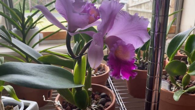 My cattleya in bloom смотреть онлайн