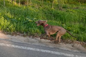 Велопробег с собакой, май 2022г.