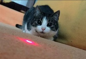 Обзор! Лазер для Кошек с Алиэкспресс! Лазерная указка с Алиэкспресс Для кошек!