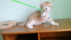 Сибирский котенок Янтарь. Возраст 3 месяца