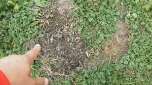 Мульчирование - как выглядит земля под 3-летней мульчой