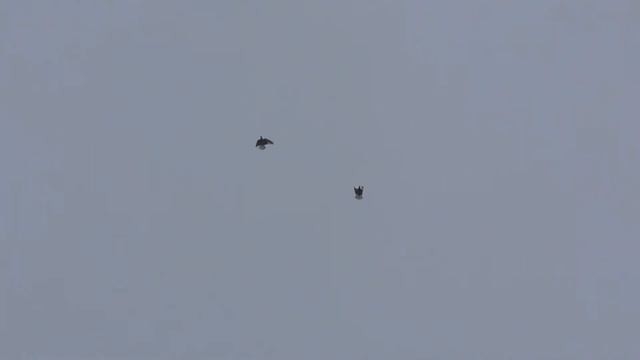 Серпастые голуби 5 смотреть онлайн