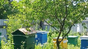 рой летит к соседям