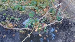 ?Сорта винограда Пересадка взрослого куста винограда,11 октября 2023 г.?