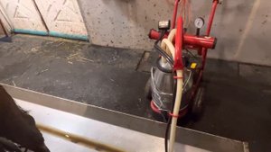 Вечерняя дойка 2. И сколько Джерси Люси дает молока? Полное видео с доением и взвешиванием молока!