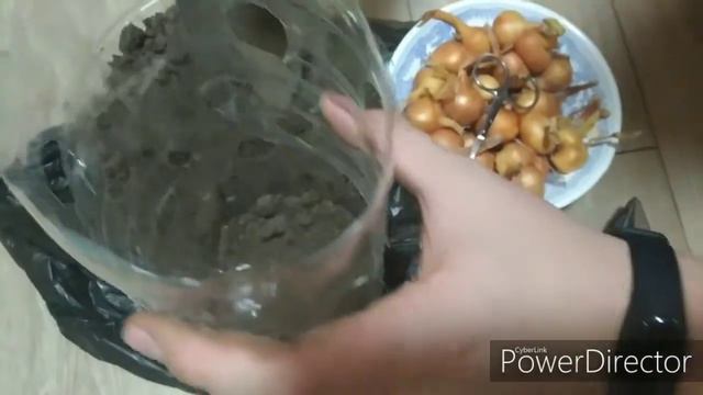 Зелень лука на подоконнике