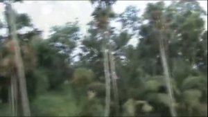 Пури. Начало. Музыка: Аквариум - Неизъяснимо