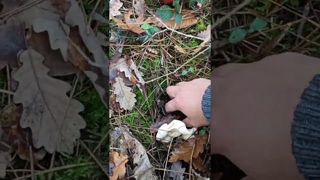 cueillette de champignons, comment reconnaître un pied de mouton.